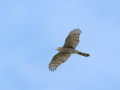 JOS_5573-