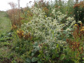 P8160862-Kruisdistel-Sophiapolder