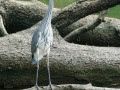 blauwe-reiger