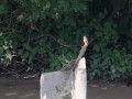 ijsvogel