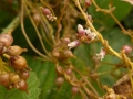 039  Hopwarkruid SophiapolderJvD