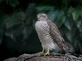 5X9A9851-Sperwer-FB