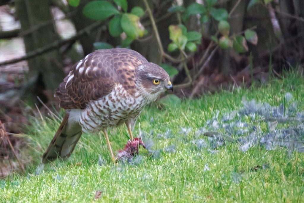 Sperwer in de tuin – Strandloper
