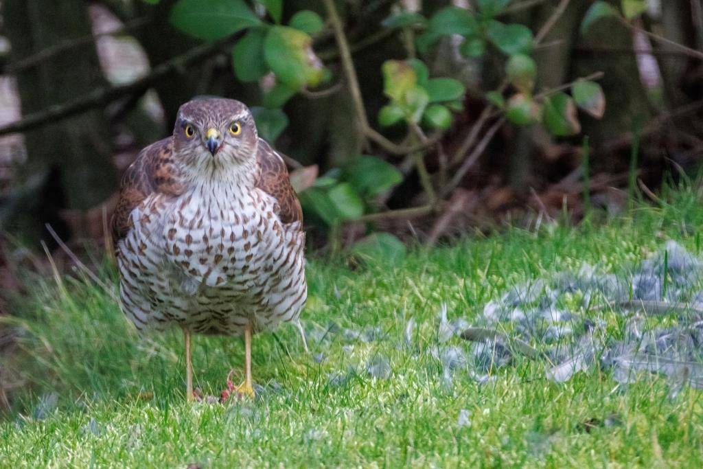 Sperwer in de tuin – Strandloper