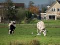 koereiger.3