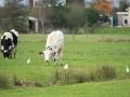 koereiger.4
