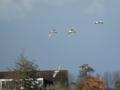 koereigers-2