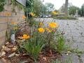 P7290825-2-