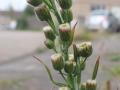 P7290829-2-