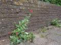P7290832-2-