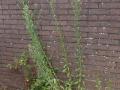 P7290837-2-