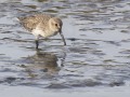 Bonte-strandloper1