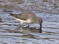 Bonte-strandloper2