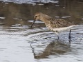 Bonte-strandloper3