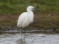 Kleine-zilverreiger1