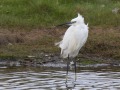 Kleine-zilverreiger2