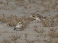 Strandleeuwerik3