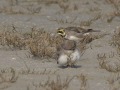 Strandleeuwerik4