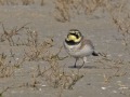 Strandleeuwerik5