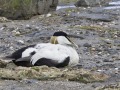 Eider_210547