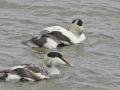 Eider_210567