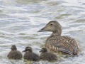 Eiders_210452