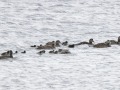 Eiders_210500