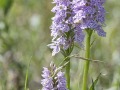 Gevlekte-orchis_210453