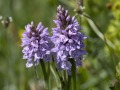 Gevlekte-orchis_210475