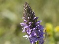 Gevlekte-orchis_219597