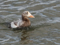 Brileider_204926