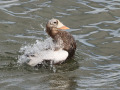 Brileider_204940