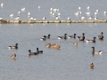 548A0561a Rotganzen, Grutto's, Grote Sterns