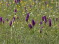 Brede-orchis