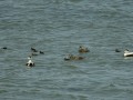 05-DSC03146-
