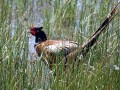 12-DSC03083-