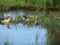 13-DSC03317-