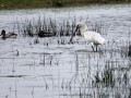 14-DSC03371-