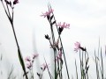 33-DSC03354-