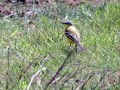 35-DSC03448-