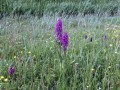 36-DSC03428-