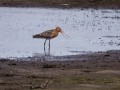 39-DSC03478-