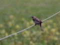 42-DSC03489-