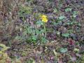Dotterbloem