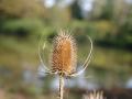 Grote-kaardebol-2