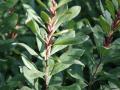 Wilde-gagel