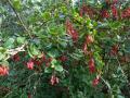 Zuurbes