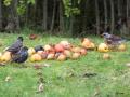 548A4652a-Spreeuwen-en-Kramsvogel