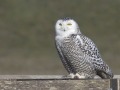 Sneeuwuil_111398