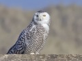 Sneeuwuil_111419